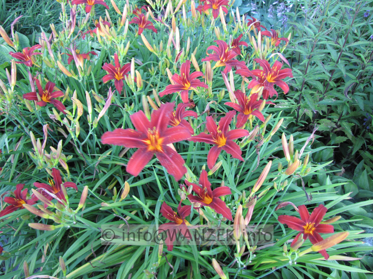 Hemerocallis Fire Byrt 6.JPG